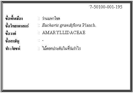 กล่องข้อความ: 7-50100-001-195 ชื่อพื้นเมือง : ว่านมหาโชค ชื่อวิทยาศาสตร์ : Eucharis grandiflora Planch. ชื่อวงศ์ : AMARYLLIDACEAE ชื่อสามัญ : - ประโยชน์ : ไม้ดอกประดับในที่ร่มรำไร